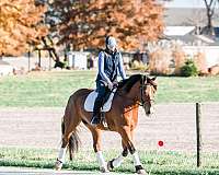 ridden-western-draft-horse