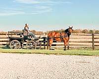 roping-draft-horse