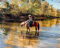 show-draft-horse