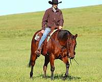 ranch-versatility-quarter-horse