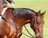 ranch-work-quarter-horse