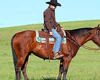 roping-quarter-horse