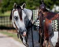 athletic-quarter-horse