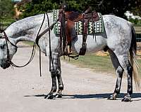 ranch-versatility-quarter-horse