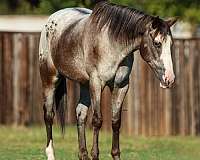 athletic-quarter-horse