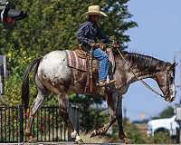 ranch-versatility-quarter-horse