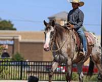 ranch-work-quarter-horse