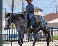 roping-quarter-horse