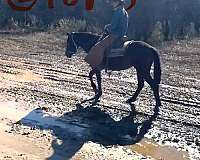 broodmare-prospect-mustang-horse