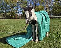 beginner-gypsy-vanner-horse