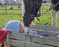 cowboy-mounted-shooting-gypsy-vanner-horse