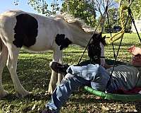 breeding-gypsy-vanner-horse