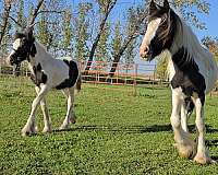 driving-gypsy-vanner-horse