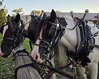 endurance-gypsy-vanner-horse