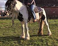 harness-gypsy-vanner-horse