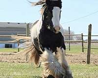 color-producer-gypsy-vanner-horse