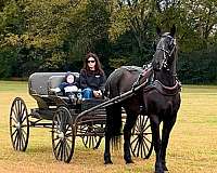 cross-percheron-horse