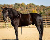 athletic-percheron-horse