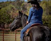 black-percheron-gelding