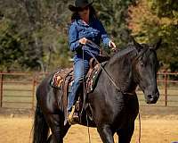 trail-riding-percheron-horse