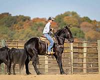 ridden-western-percheron-horse