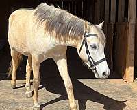 loves-water-arabian-horse