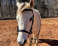 farrier-work-arabian-horse