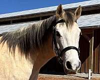 grey-arabian-gelding