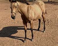 buckskin-none-horse