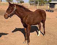 barrel-quarter-horse