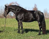 black-none-horse