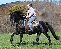 friesian-quarter-horse