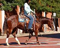 auction-quarter-horse