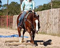 beginner-novice-quarter-horse