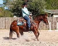 beginner-quarter-horse