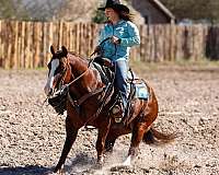 beginner-safe-kid-pony-quarter-horse