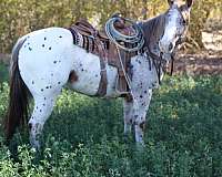 athletic-quarter-horse