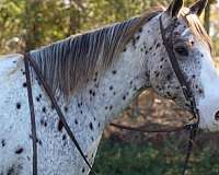 auction-quarter-horse