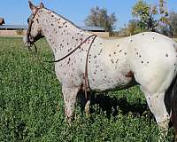 available-quarter-horse