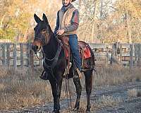 beginner-safe-quarter-horse