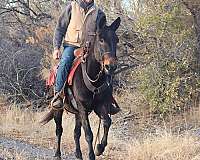 family-horse-quarter