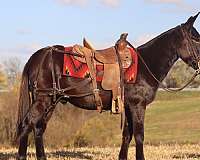 mule-quarter-horse