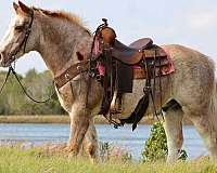 beginner-safe-quarter-horse