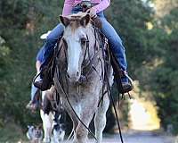 calf-roping-quarter-horse