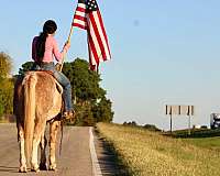 ranch-quarter-horse