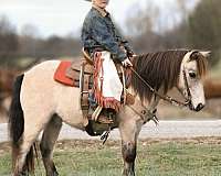 ranch-work-quarter-horse