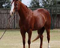 ranch-work-quarter-horse