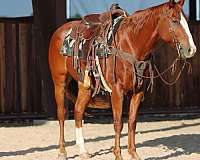 beginner-safe-quarter-horse