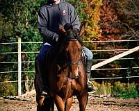 quarter-horse-friesian