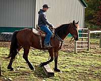 beginner-safe-friesian-horse